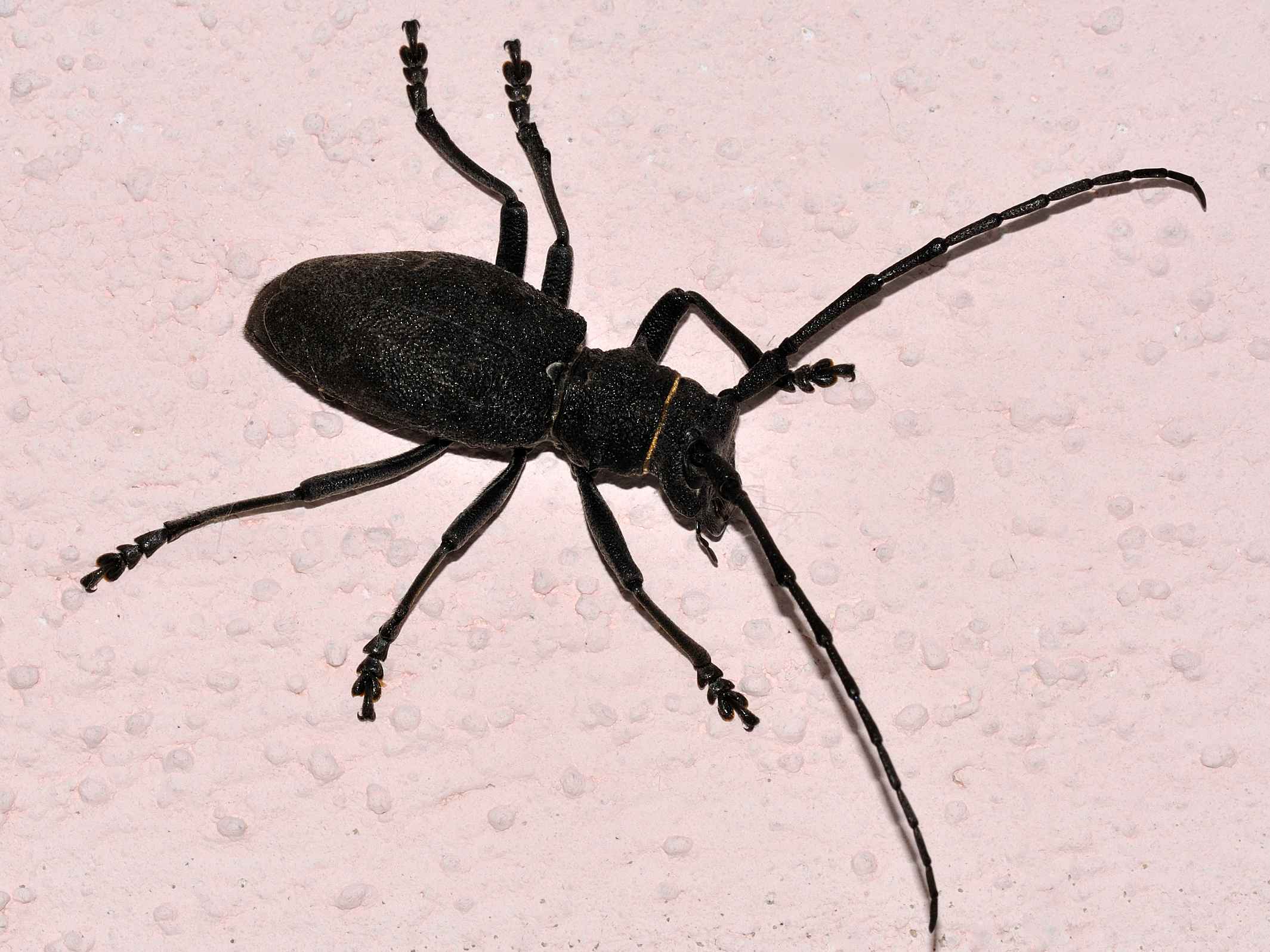 Cerambycidae - Morimus asper